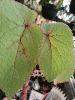 B. Engler var. engleri